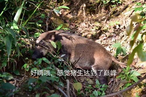 山猪网红,从田间地头到网络红人的逆袭之路