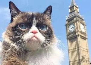 长得像炸毛的网红,独特造型引领潮流风尚